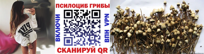 Псилоцибиновые грибы Psilocybine cubensis  blacksprut зеркало  Ейск  хочу  
